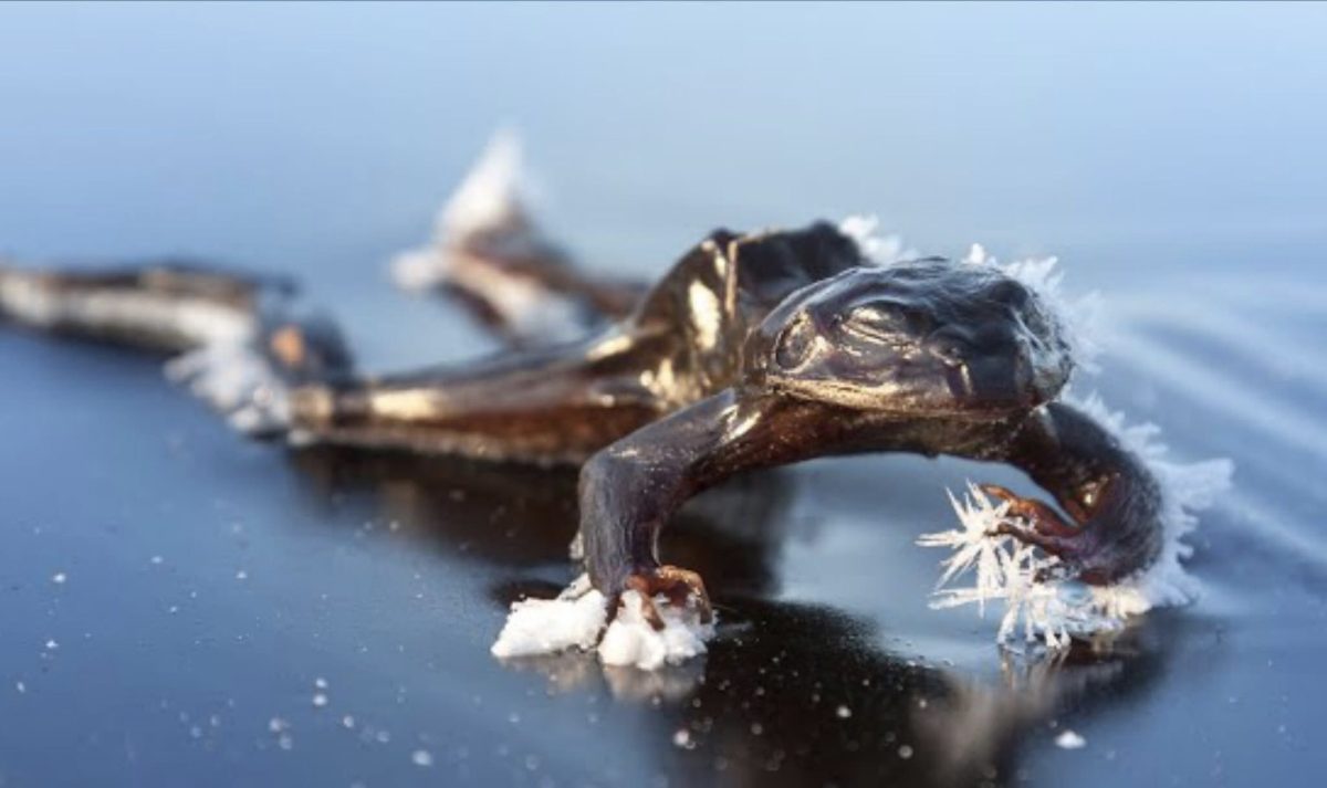Funfact: Katak Bisa Membeku Sepenuhnya dan Hidup Lagi Saat Mencair